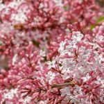 향기 좋은 꽃나무 : 라일락