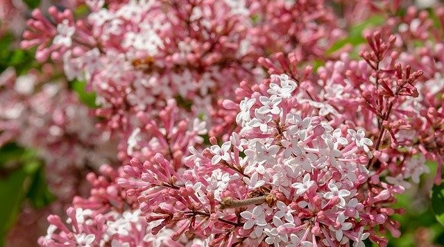 향기 좋은 꽃나무 : 라일락