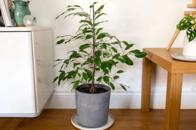 습도 줄이는 식물 : 수양 무화과 (Ficus benjamina)