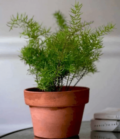 습도 줄이는 식물 : 아스파라거스 펀 (Asparagus densiflorus)