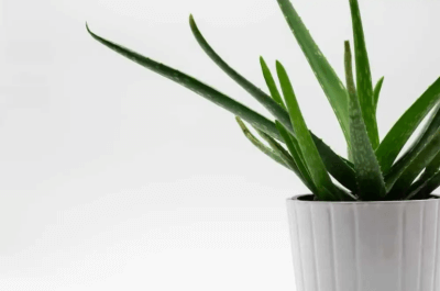 습도 줄이는 식물 : 알로에 베라 (Aloe barbadensis miller)