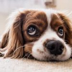 개 냄새 제거 : 집에서 강아지 냄새 제거하는 방법 알아보자.