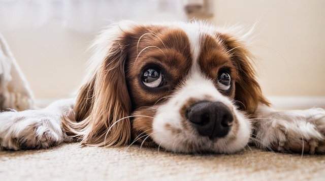 개 냄새 제거 : 집에서 강아지 냄새 제거하는 방법 알아보자.