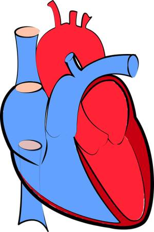 심장 : 심혈관질환